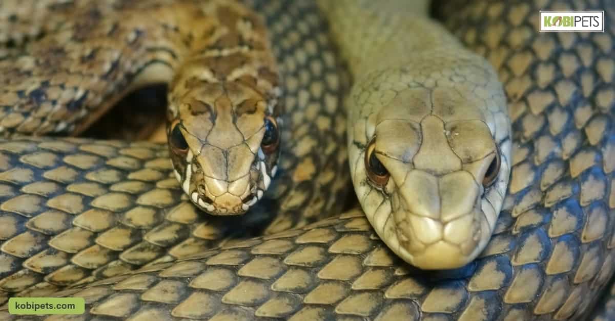 Common Physical Differences Between Male and Female Snakes