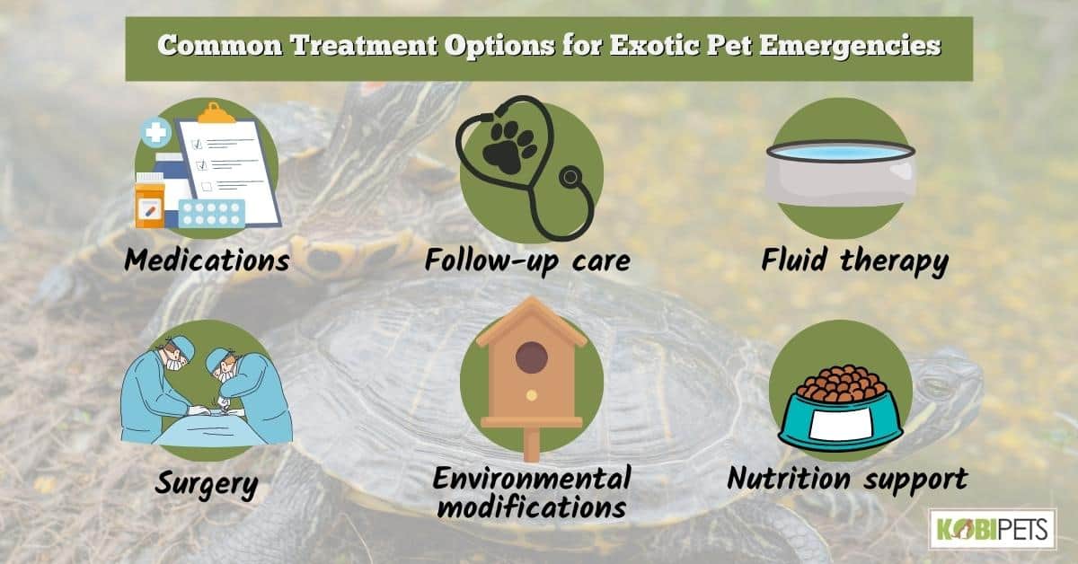 Common Treatment Options for Exotic Pet Emergencies
