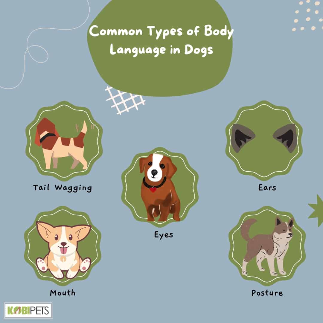 Common Types of Body Language in Dogs