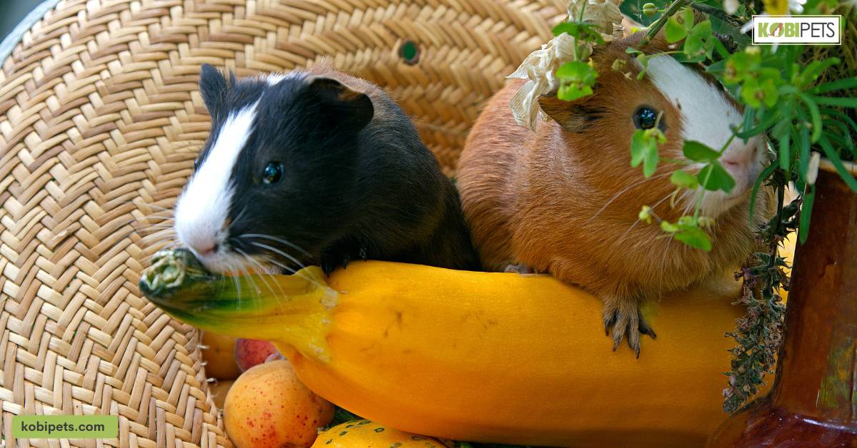 Creating a secure, separate living area for guinea pigs