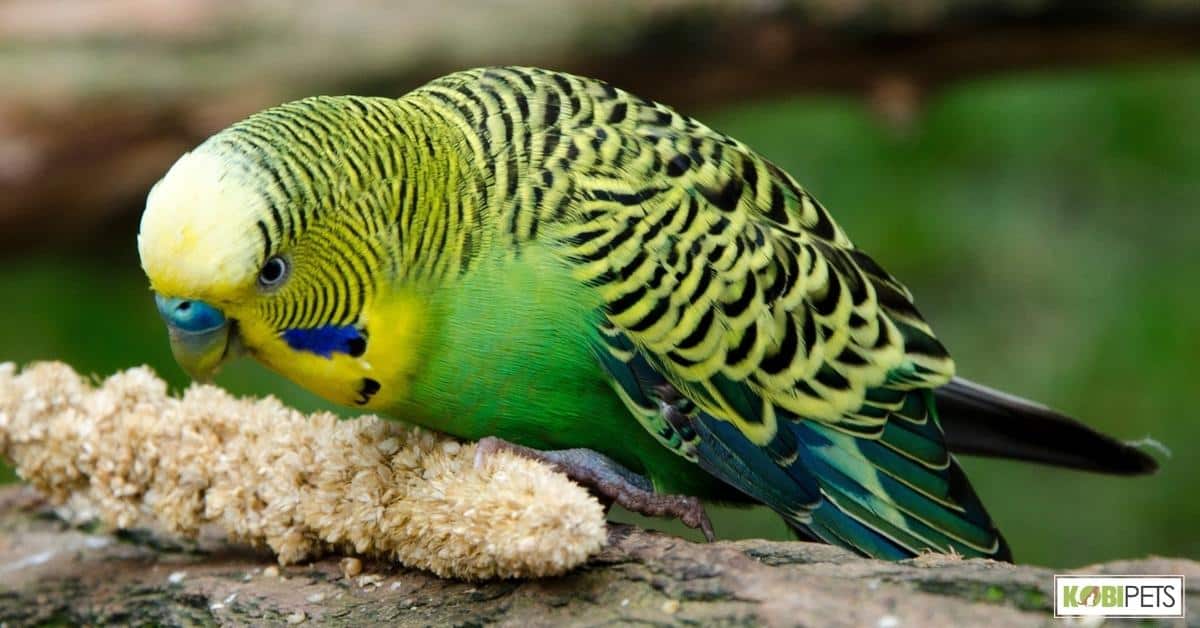Diet for Budgie as Pets