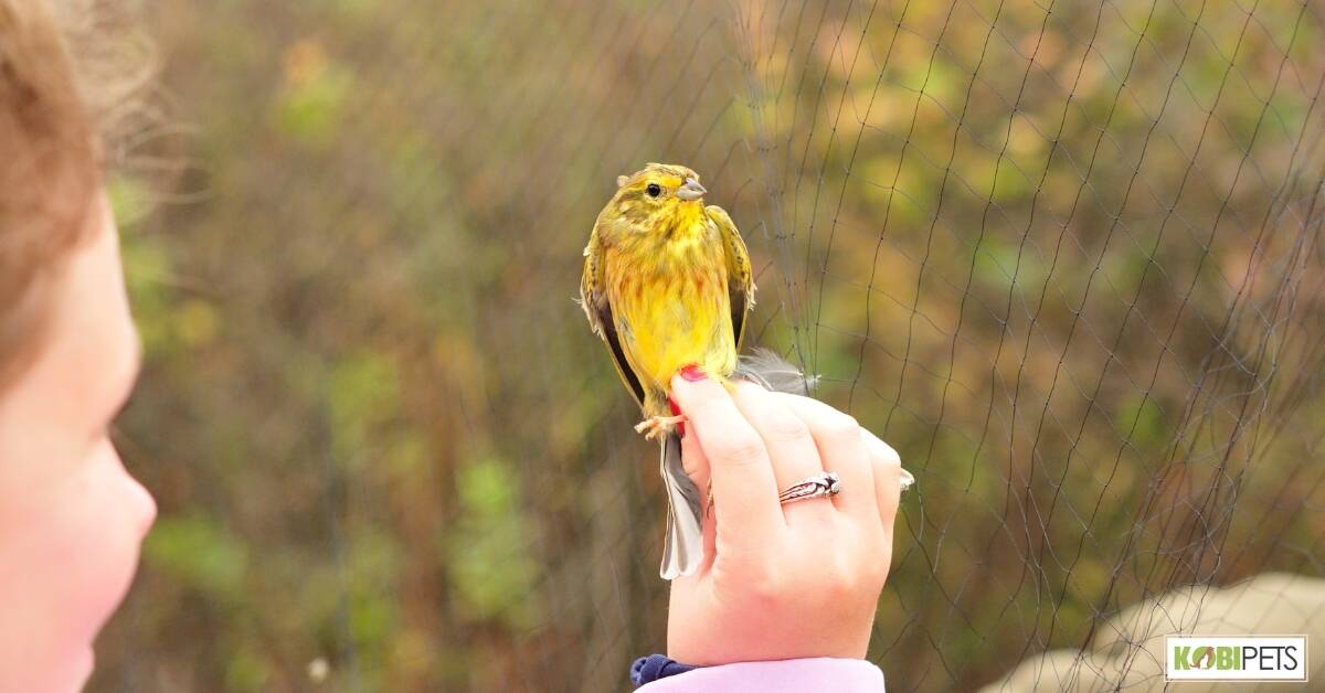 Different Types of Heart Disease in Birds