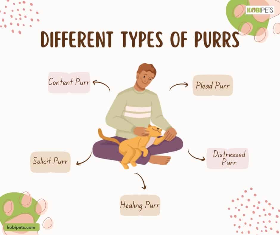 Different Types of Purrs