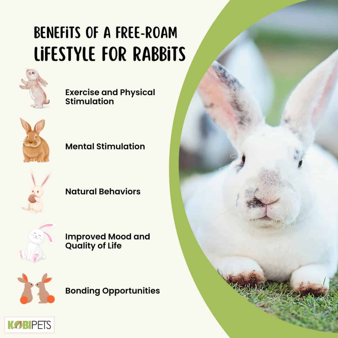 Benefits of a Free-Roam Lifestyle for Rabbits