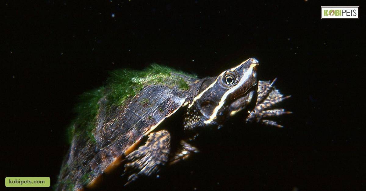 Definition of Common Musk Turtle (Stinkpot)