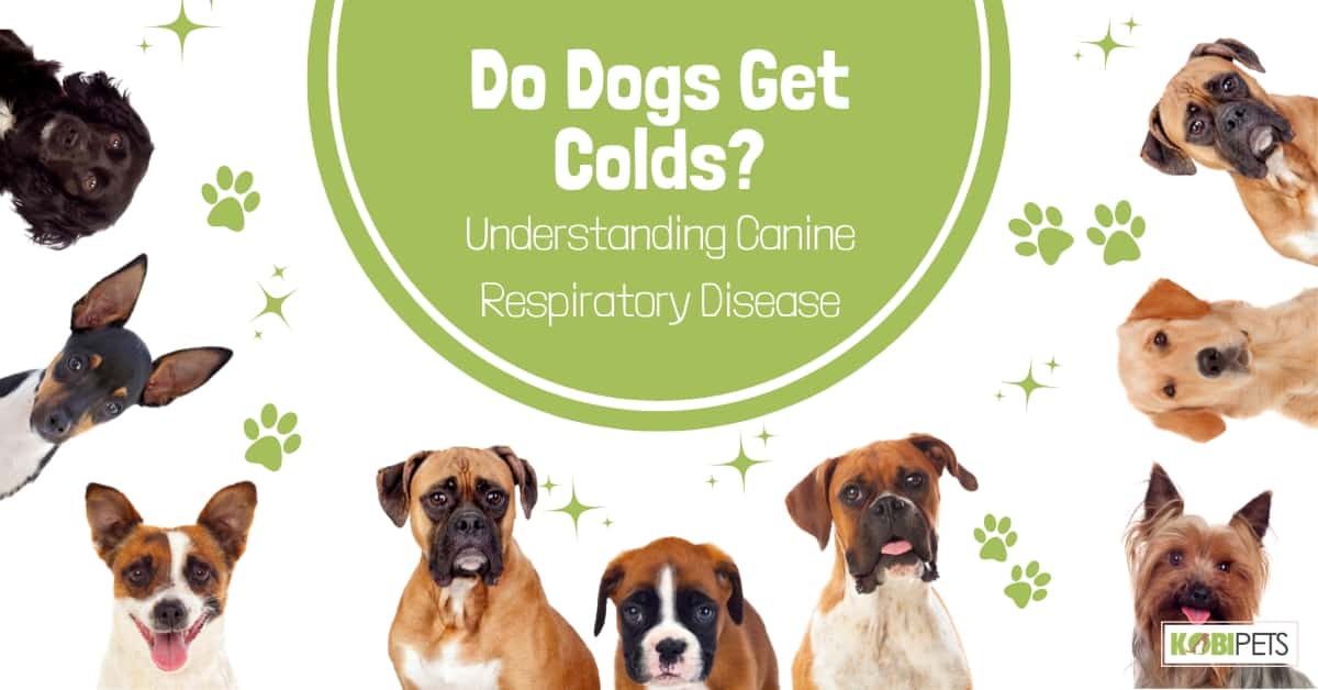 Do Dogs Get Colds? Understanding Canine Respiratory Disease