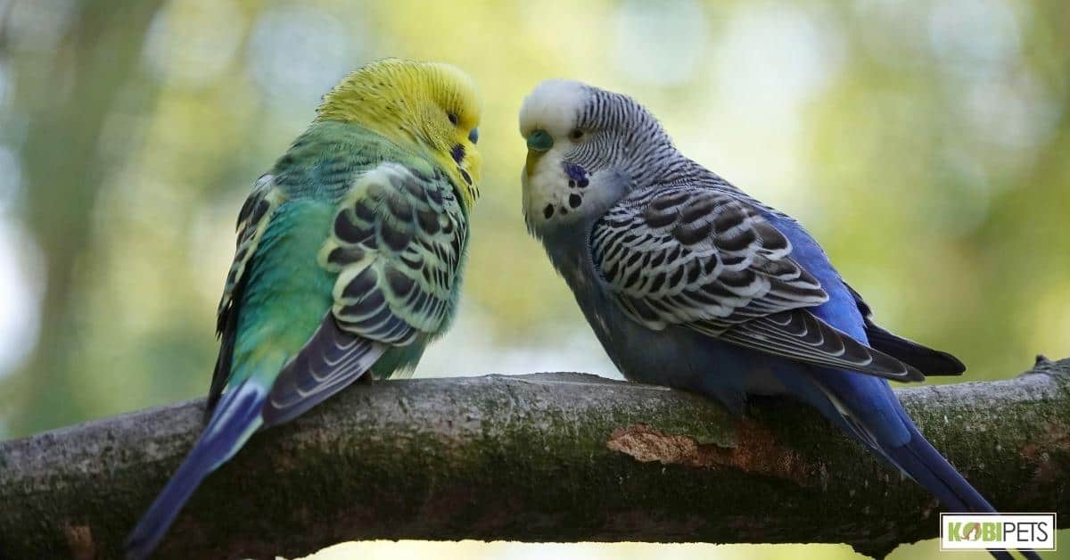 Exercise and Play for Budgie as Pets