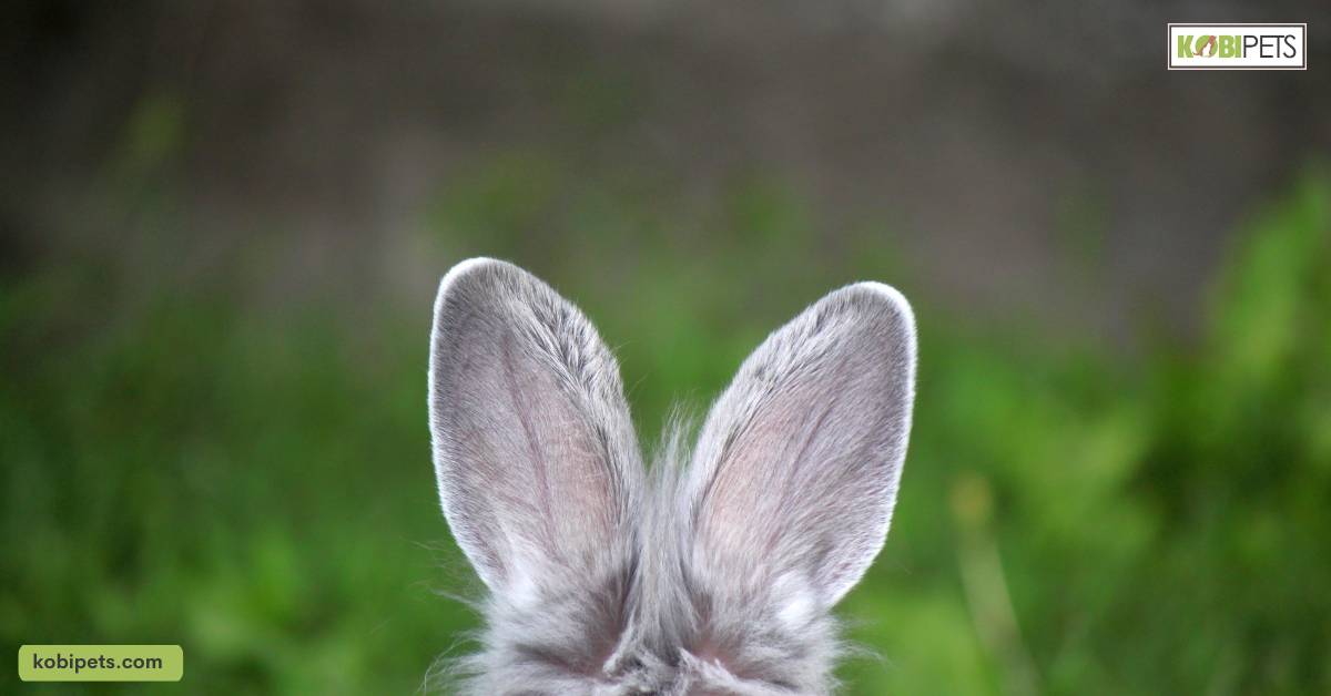 Ear Mites