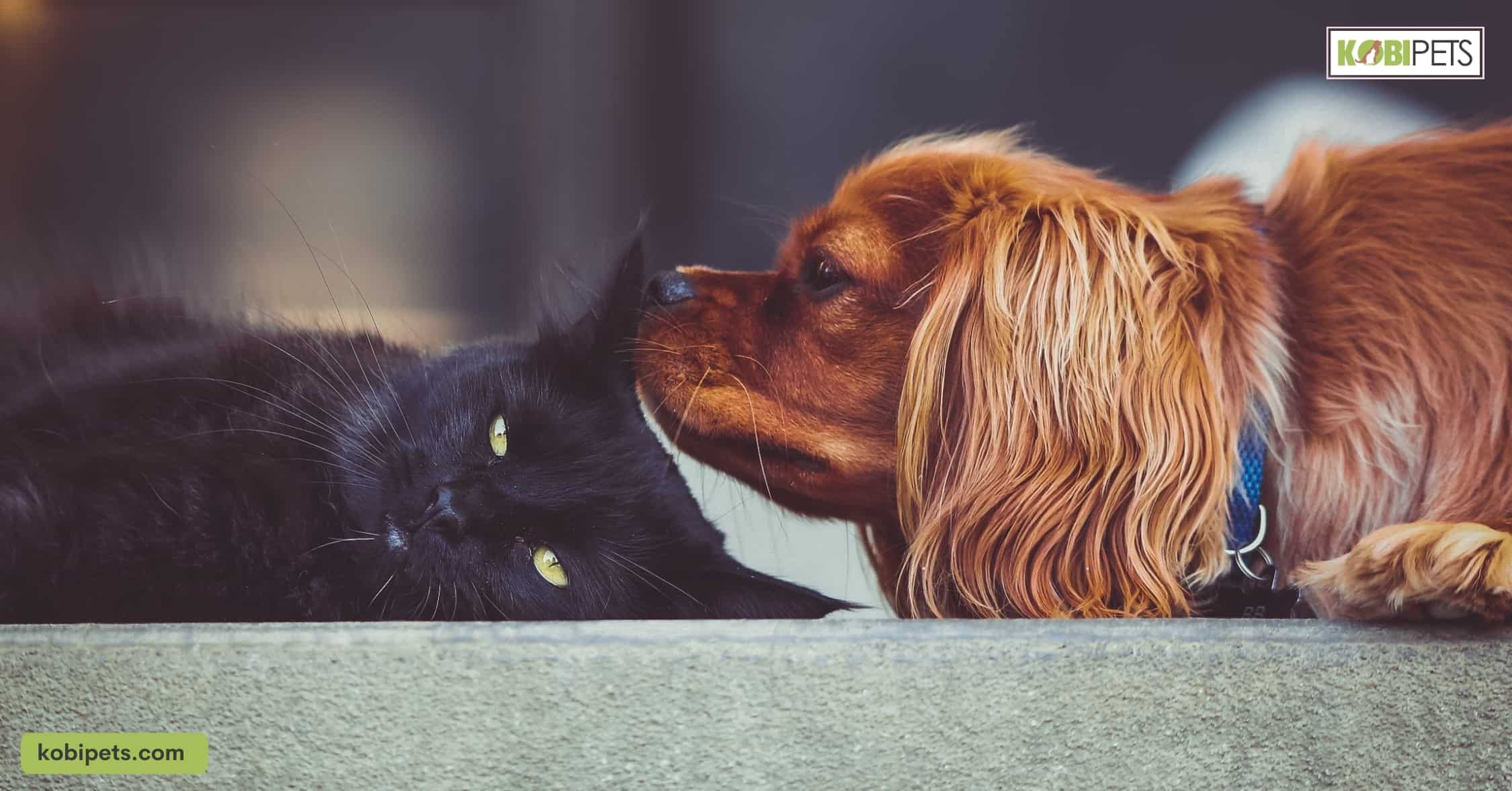 Emotional Intelligence in Dogs and Cats