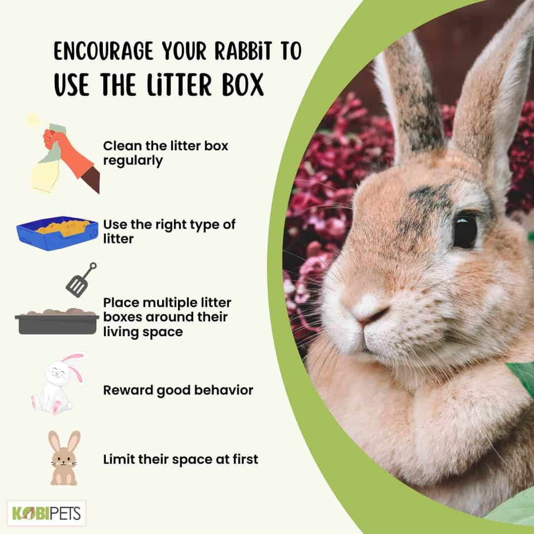 Encourage Your Rabbit to Use the Litter Box