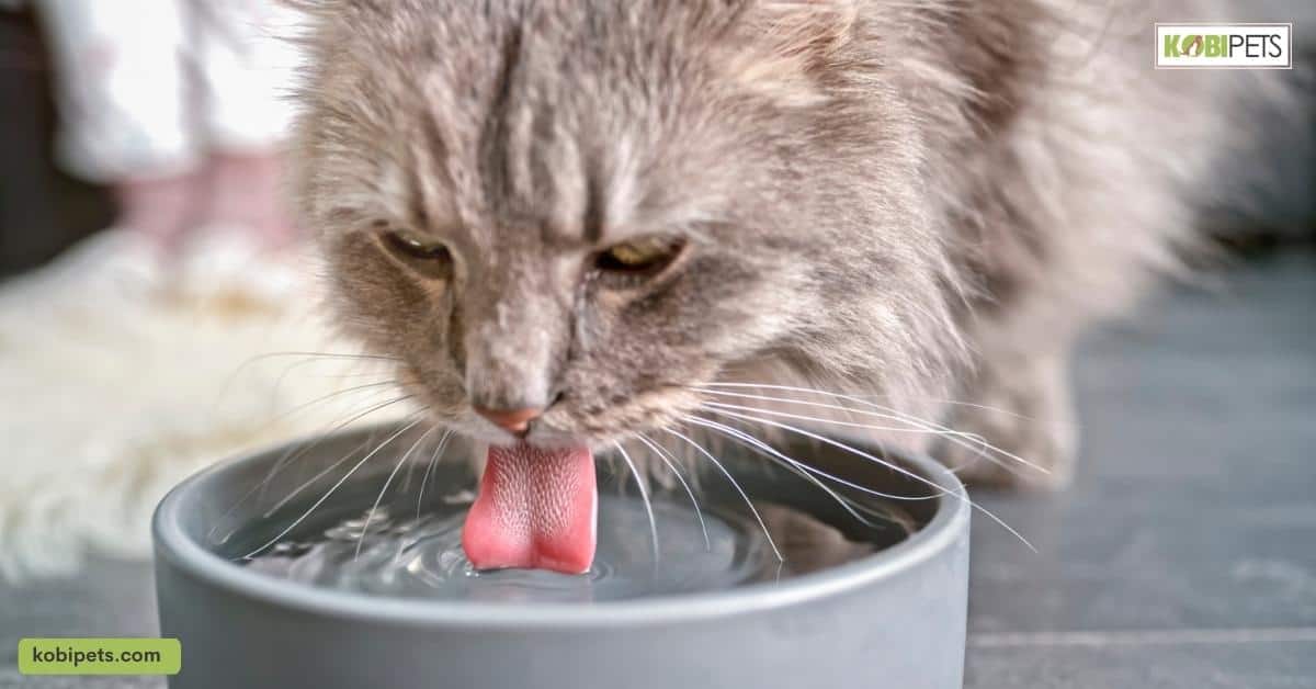 Encouraging your cat to drink more water