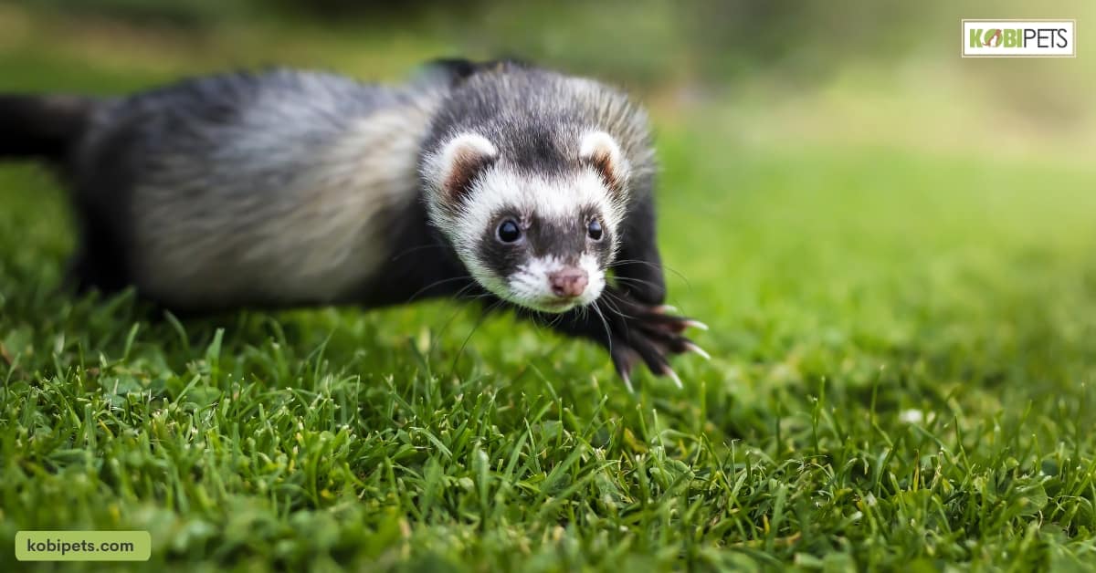 Exercise for Ferrets