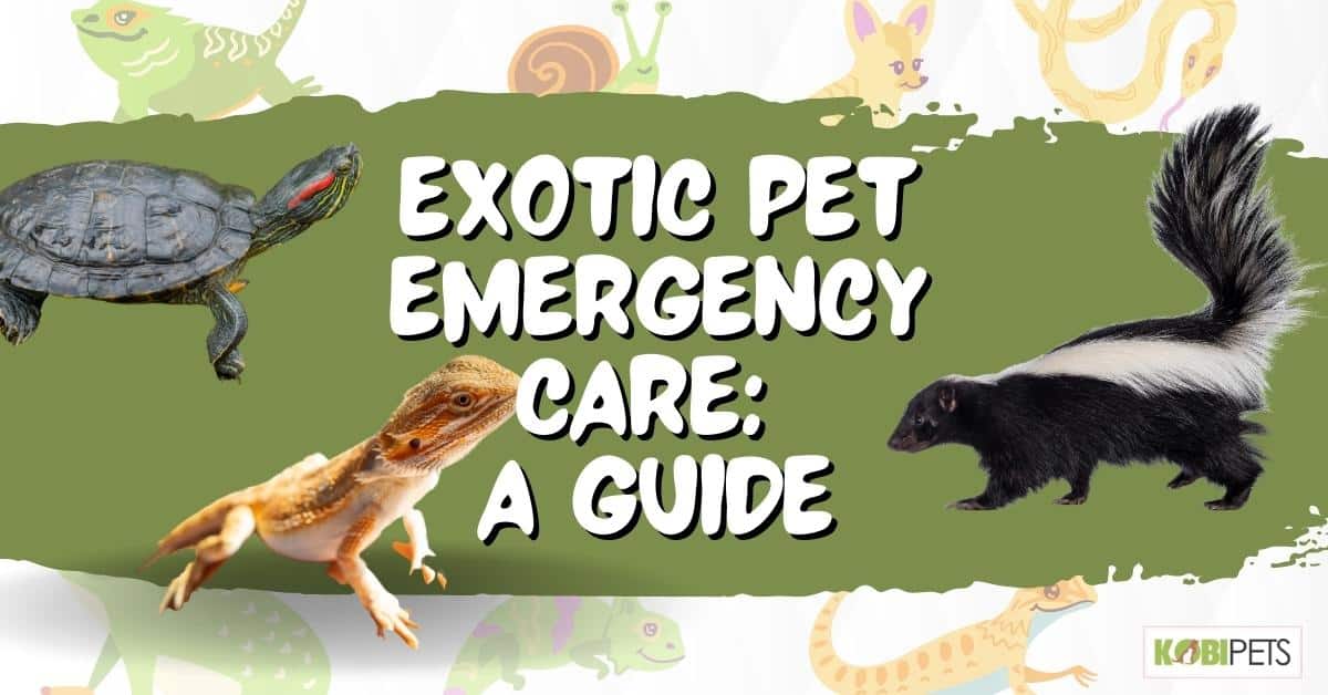Exotic Pet Emergency Care: A Guide