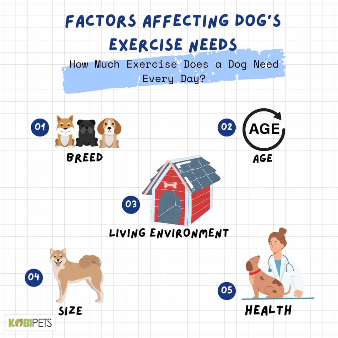 Factors Affecting Dog's Exercise Needs
