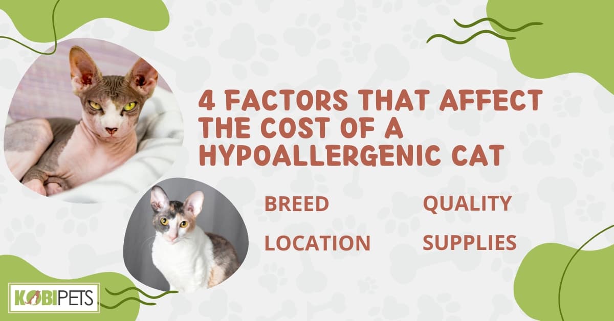 Factors that Affect the Cost of a Hypoallergenic Cat
