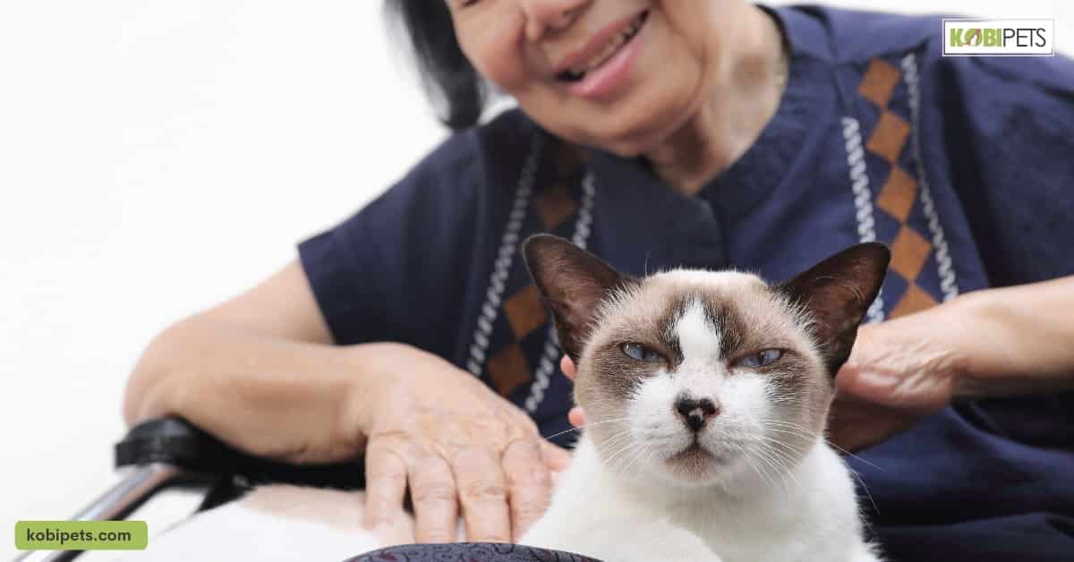 Factors to Consider Before Choosing a Hypoallergenic Cat