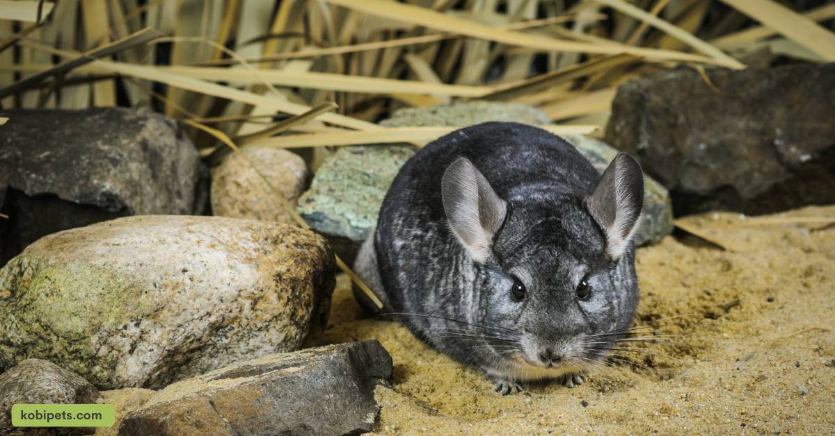 Factors to Consider When Choosing a Chinchilla