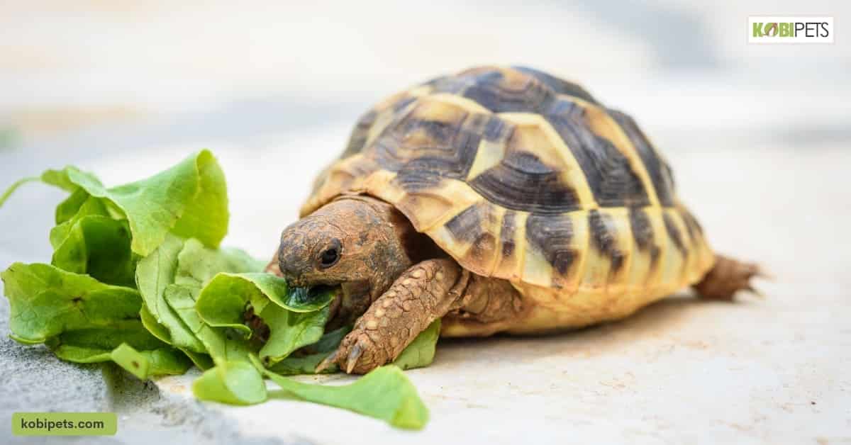 Feeding and Care for Pet Aquatic Turtles