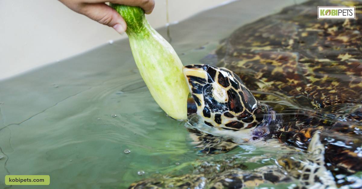 Feeding the turtle