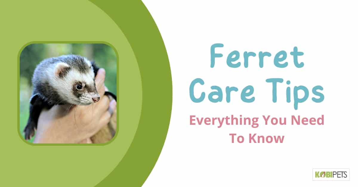 Ferret Care Tips: Everything You Need To Know