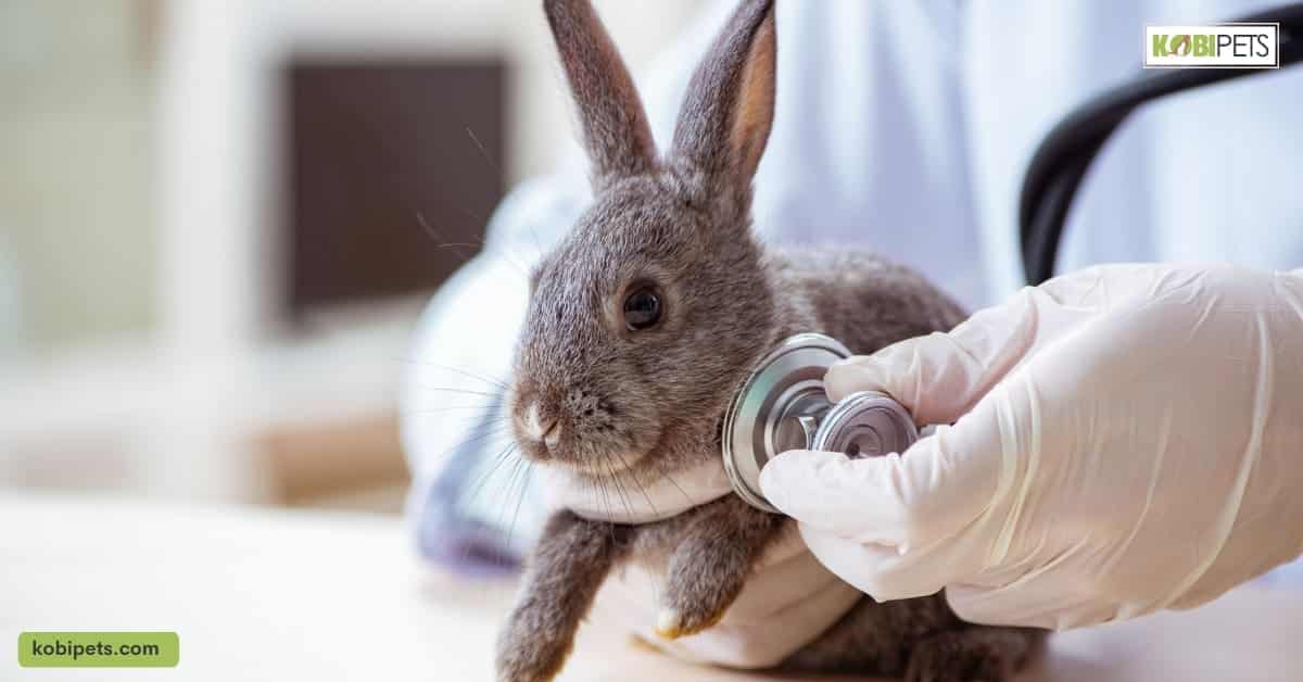 Find a Reputable Veterinarian