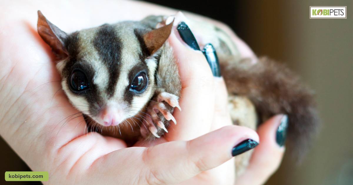 Finding Care for Your Sugar Glider When You're Away