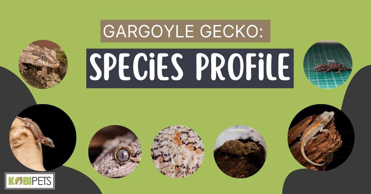Gargoyle Gecko Species Profile