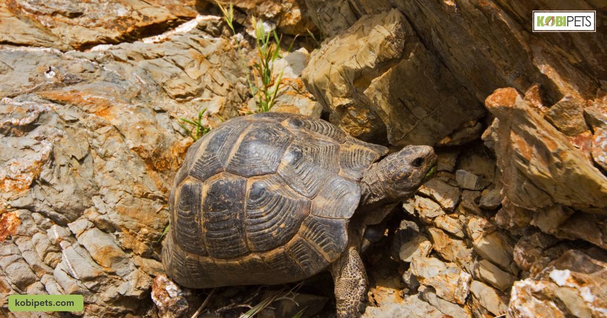 Greek Tortoise