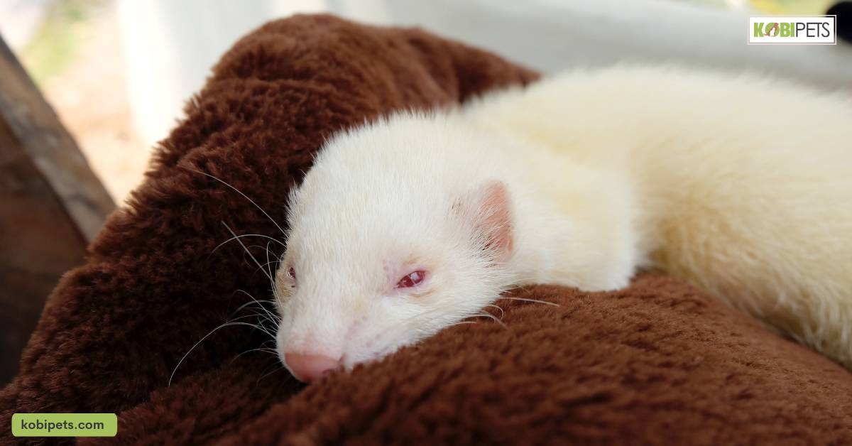 Grooming Requirements for Ferrets