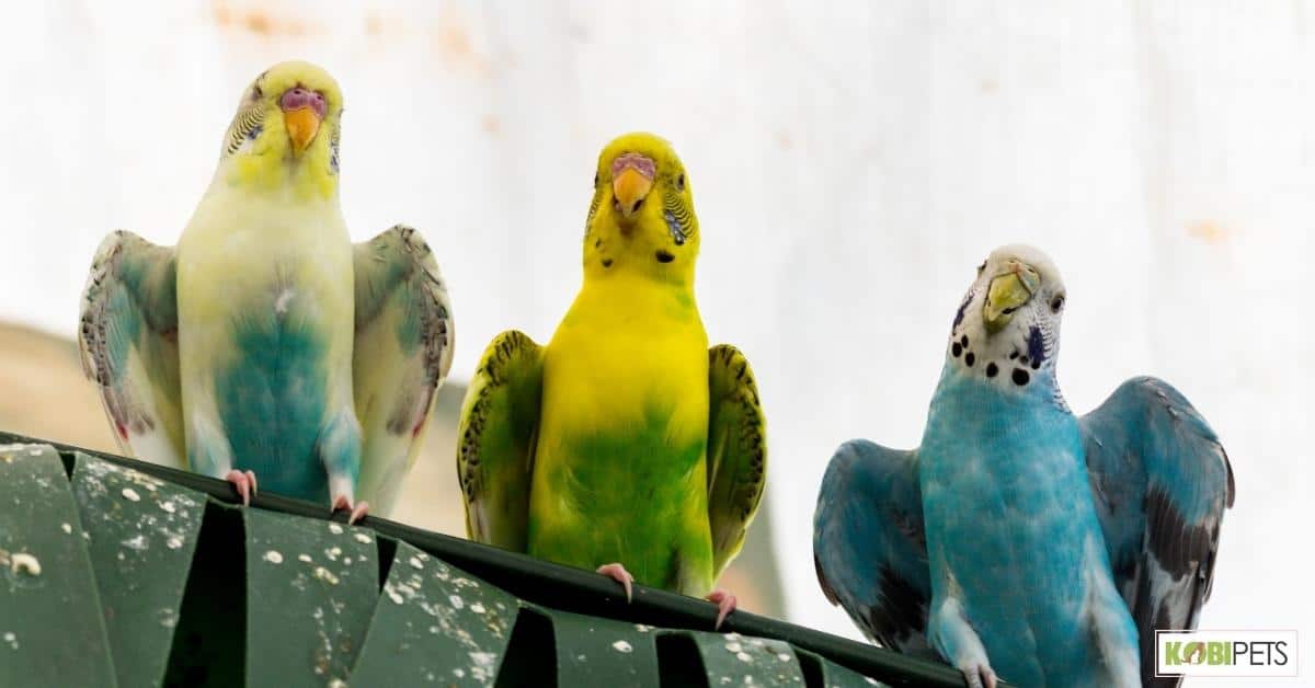Health for Budgies as Pets