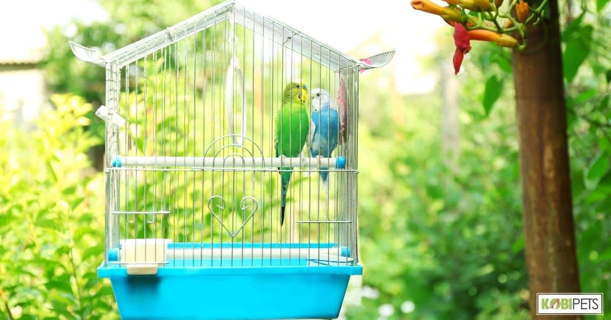 Housing for Budgie as Pets