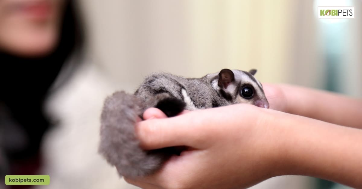 Handling and Bonding with your Sugar Glider