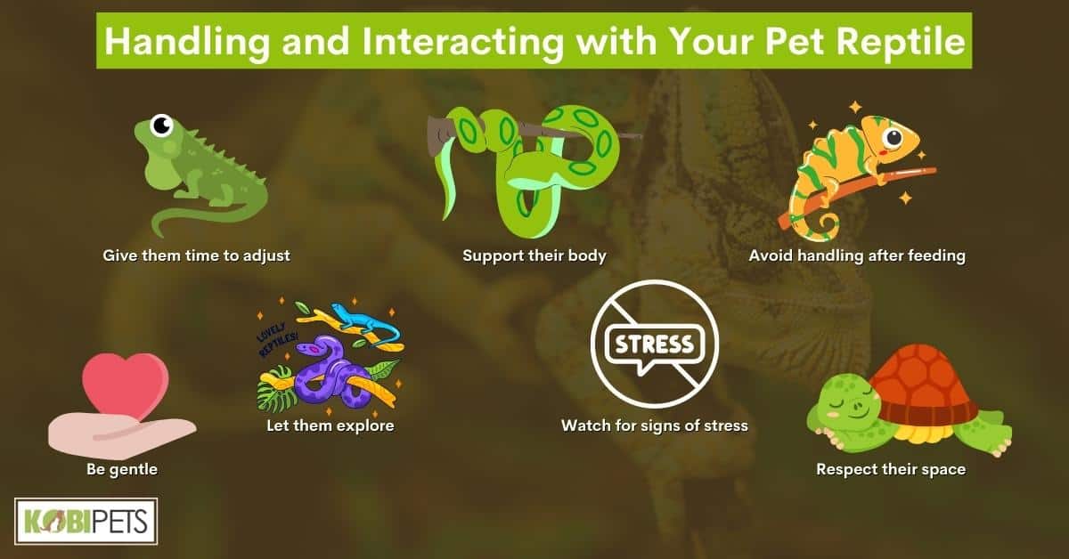 Handling and Interacting with Your Pet Reptile