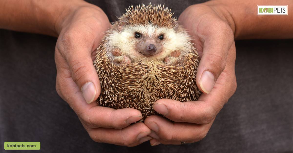 Handling and bonding with your hedgehog