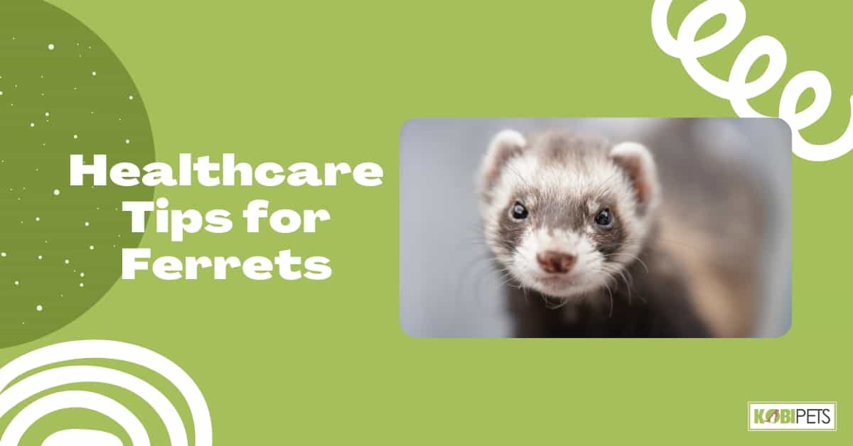 Healthcare Tips for Ferrets