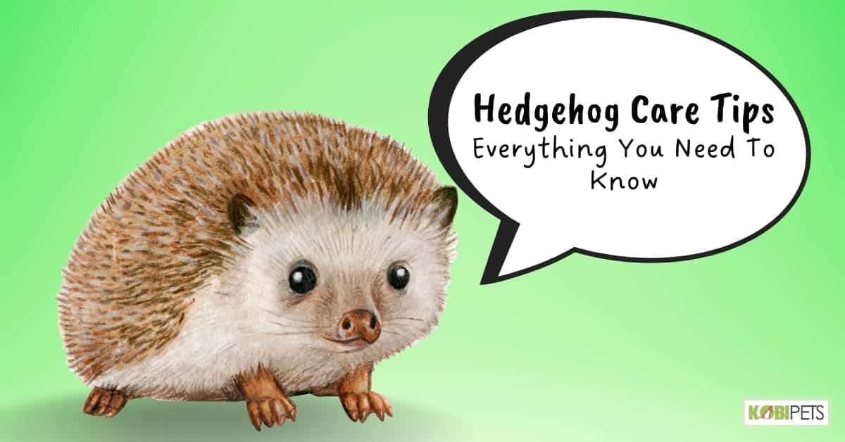 Hedgehog Care Tips: Everything You Need To Know