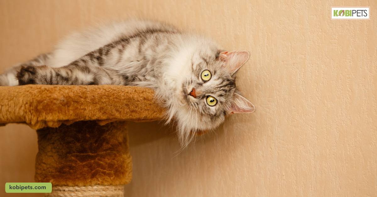 How Do Hypoallergenic Cats Work