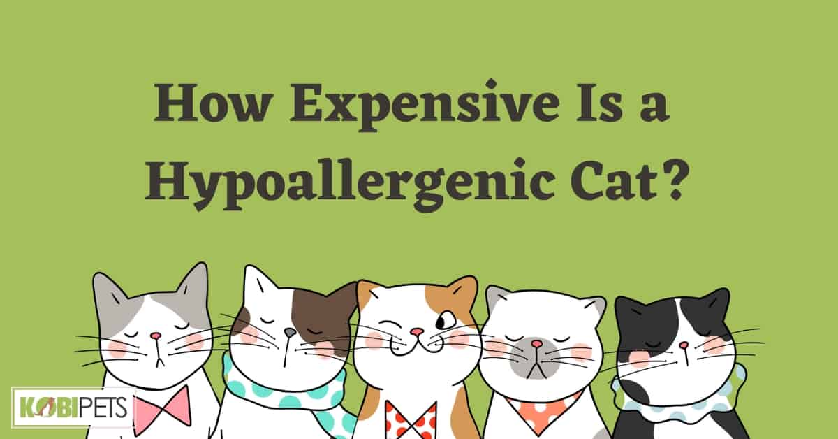How Expensive Is a Hypoallergenic Cat