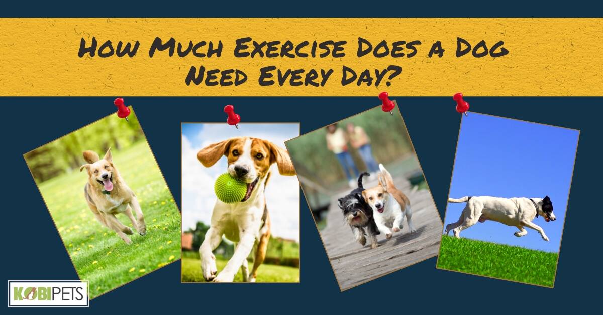 How Much Exercise Does a Dog Need Every Day