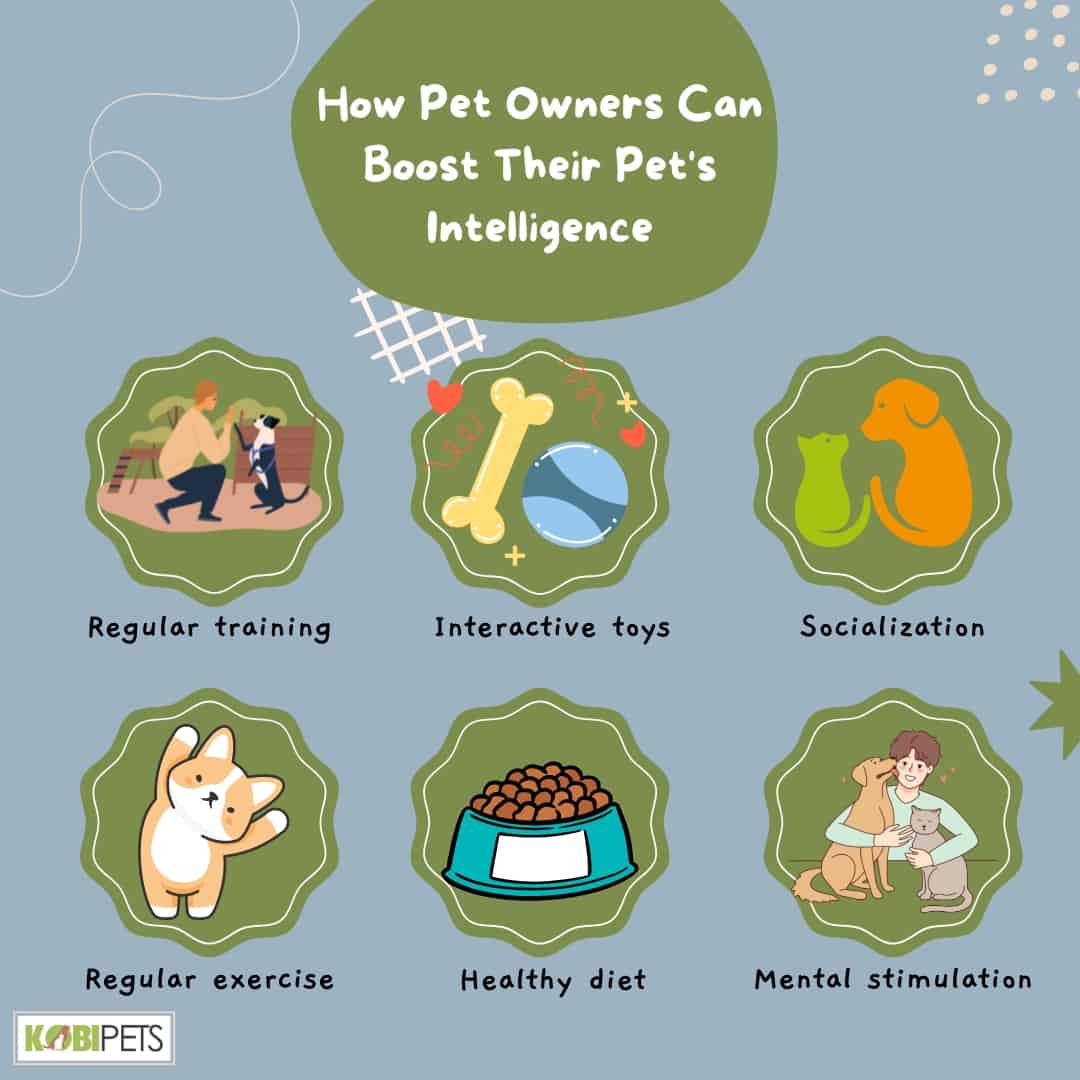 How Pet Owners Can Boost Their Pet's Intelligence