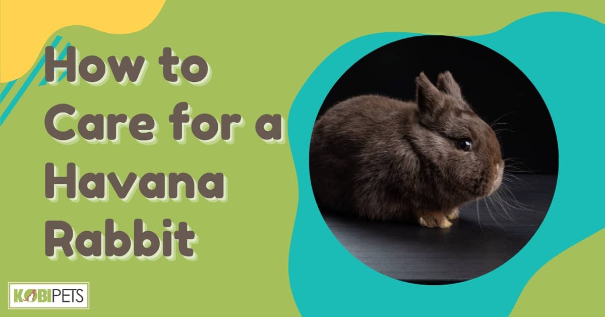 How to Care for a Havana Rabbit