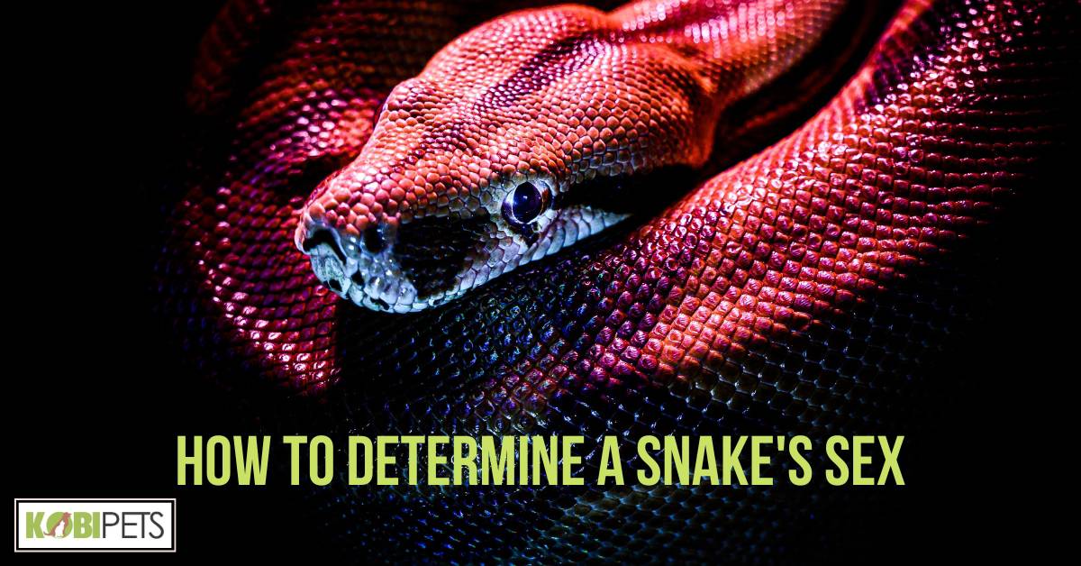 How to Determine a Snake's Sex