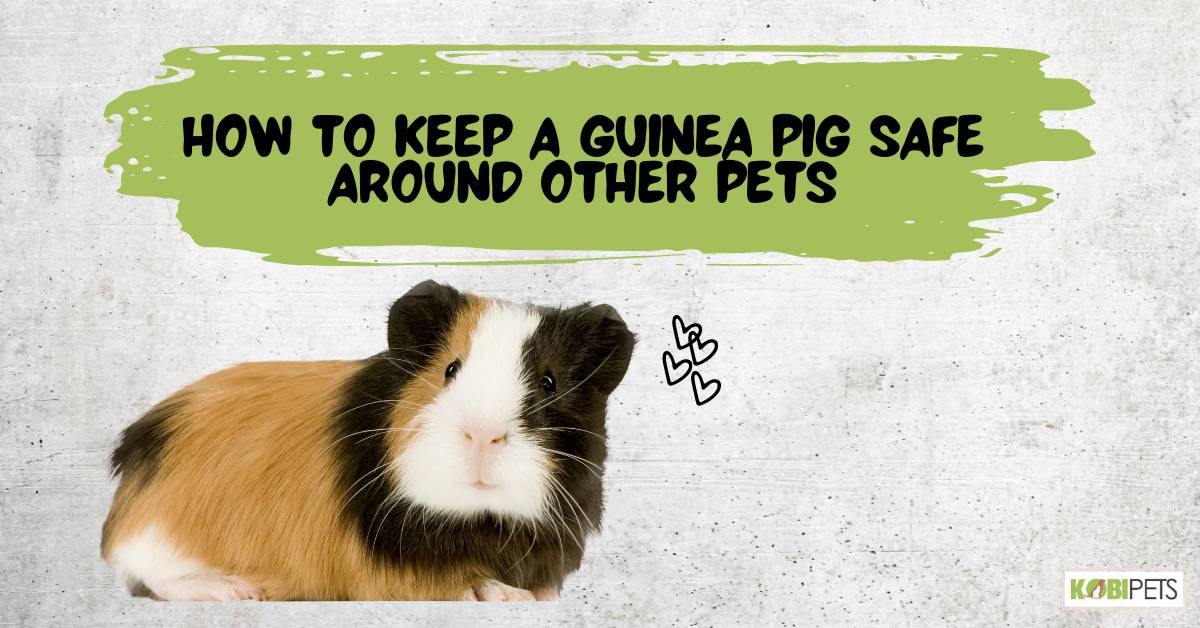 How to Keep a Guinea Pig Safe Around Other Pets