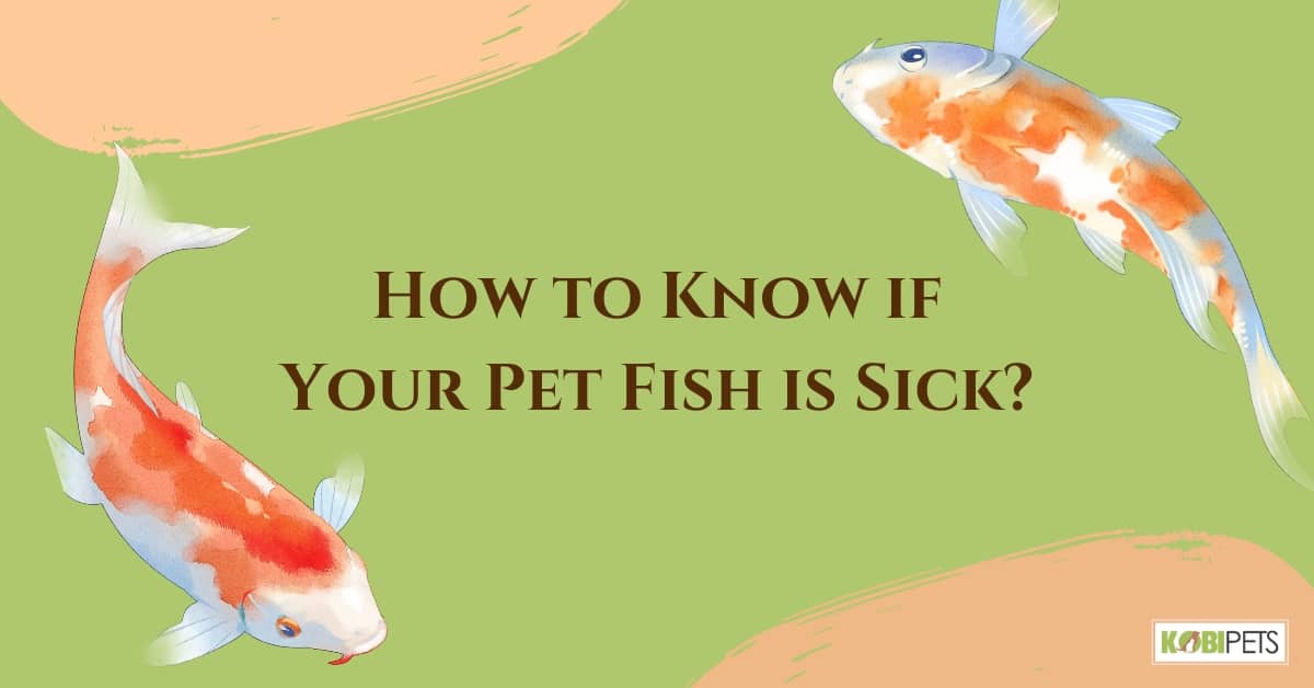 How to Know if Your Pet Fish is Sick