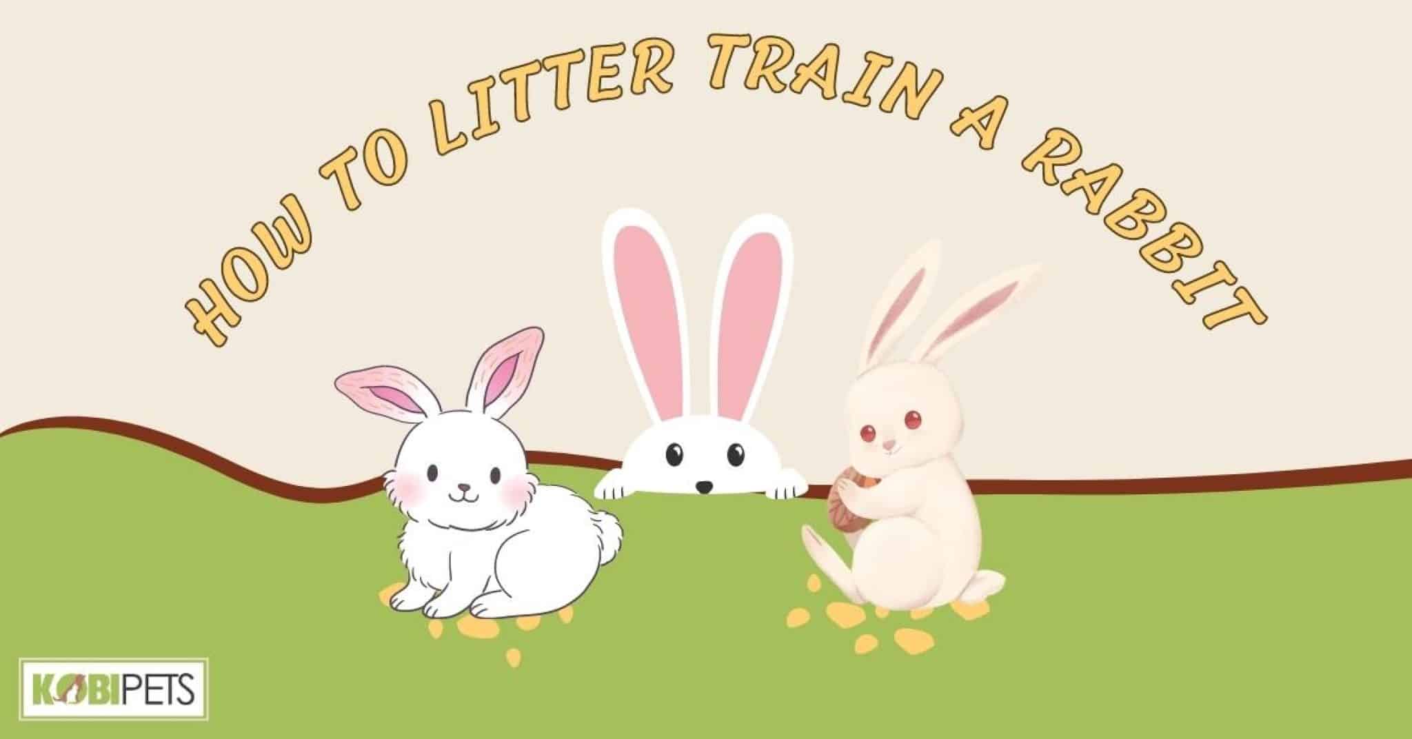 How To Litter Train A Rabbit