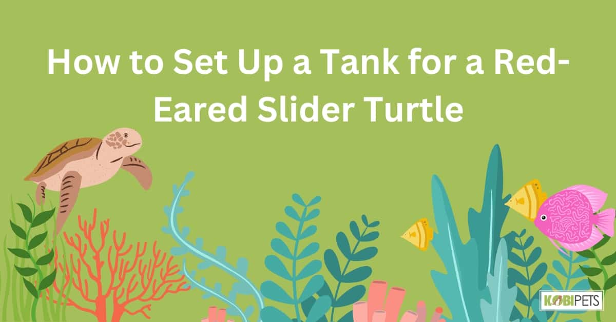 How to Set Up a Tank for a Red-Eared Slider Turtle