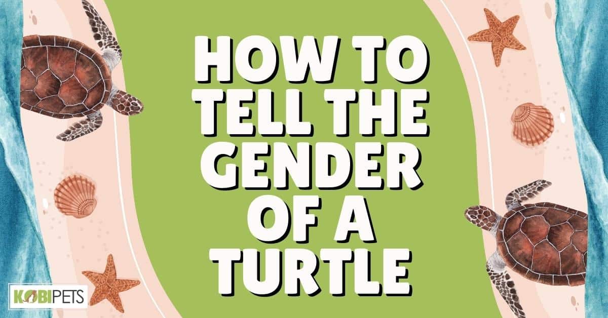 How to Tell the Gender of a Turtle