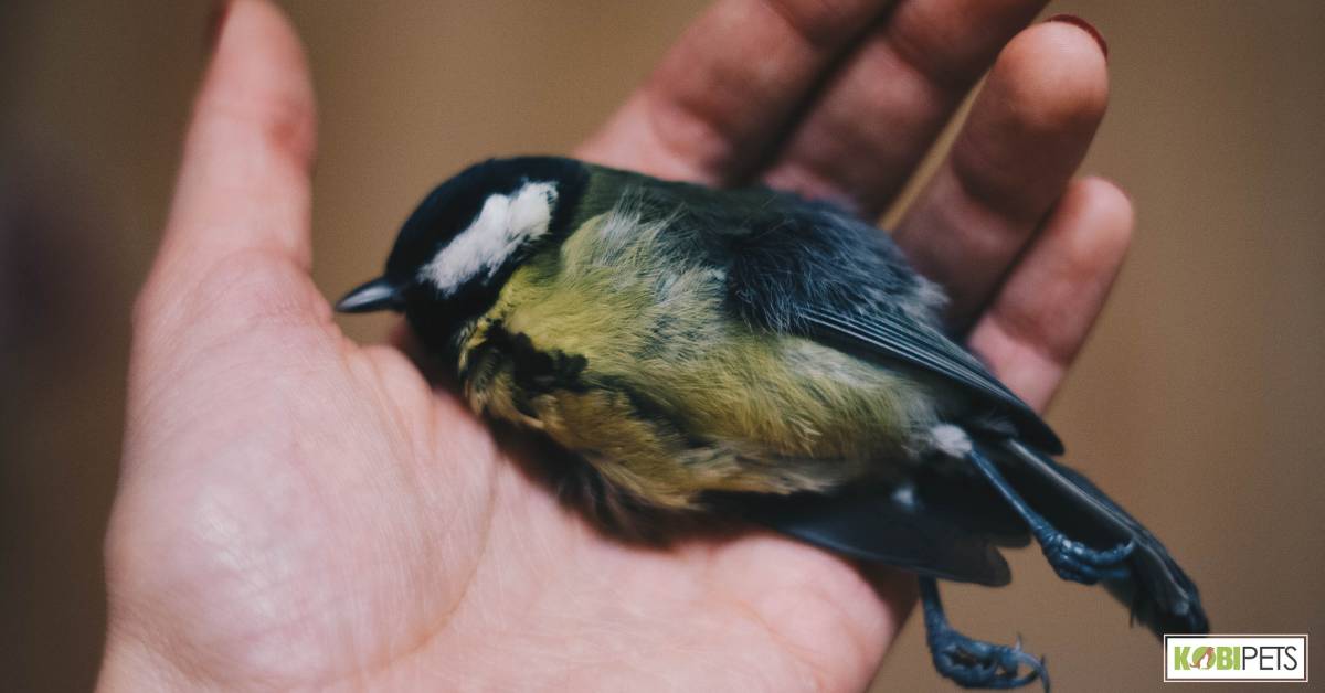 Importance of Understanding Heart Disease in Birds