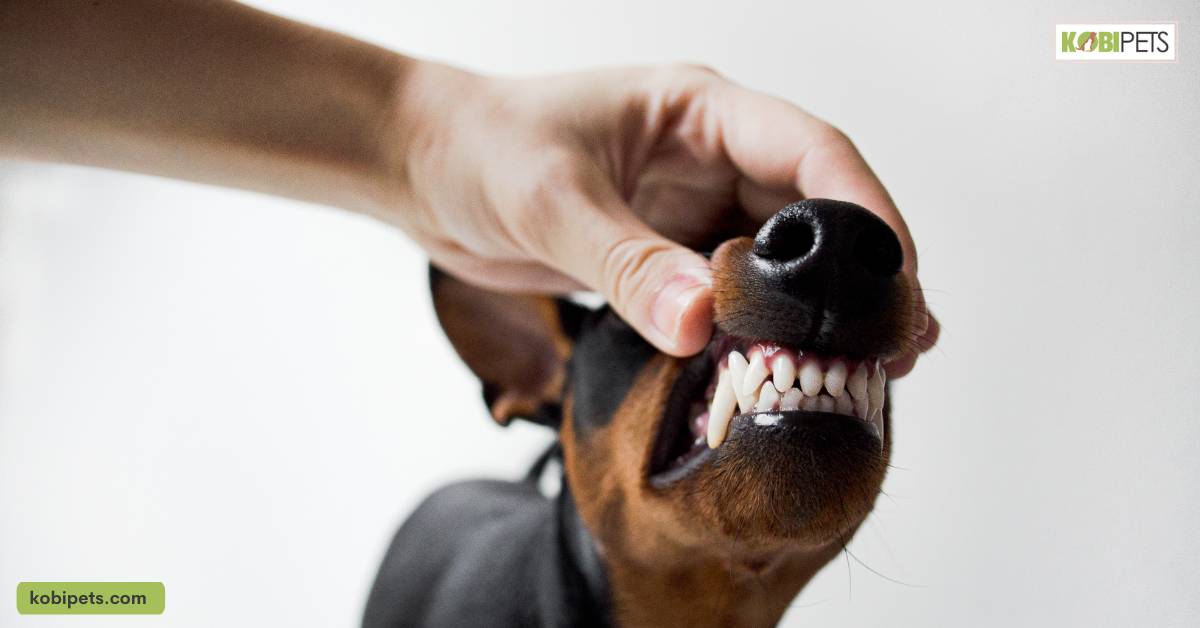 Importance of Brushing a Dog’s Teeth