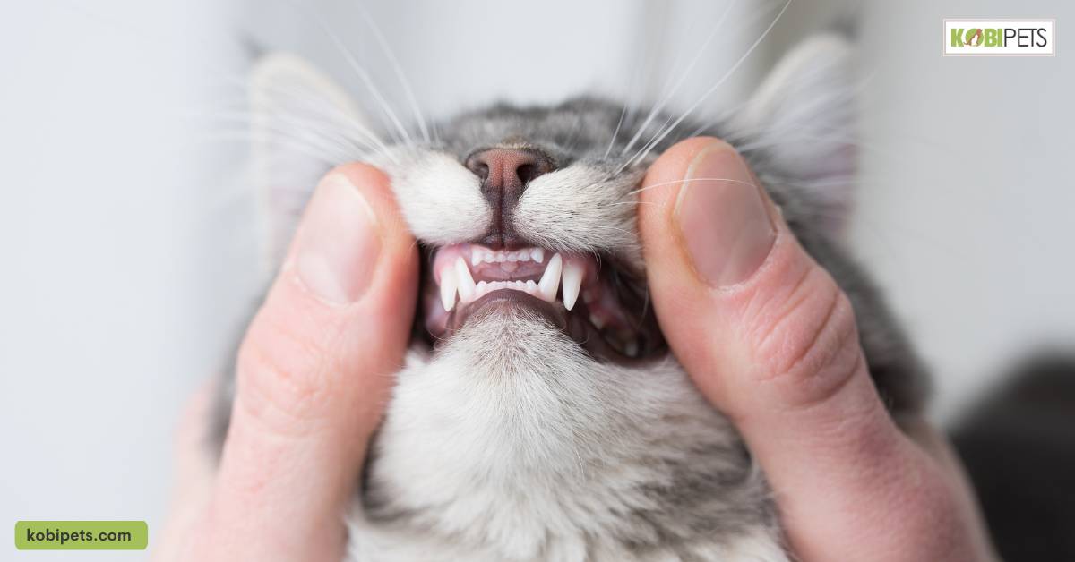 Importance of Dental Care for Cats